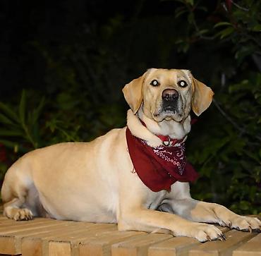 dişi labrador: Labrador-retriver, 6 il, Dişi — 5
