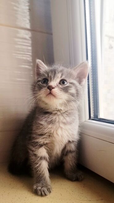 Pişiklər: Şotland, Erkək, Ünvandan götürmə, Ödənişli çatdırılma -da lalafo.az — 3 Pişiklər: Şotland, Erkək, Ünvandan götürmə, Ödənişli çatdırılma — 3