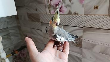 Korella balalari satilir 4-5 aykiqdilar ele oyresibler 4 ededi biri lalafo.az -da Korella balalari satilir 4-5 aykiqdilar ele oyresibler 4 ededi biri