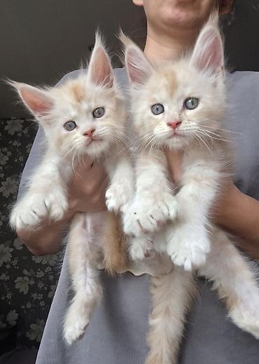 котята мэйн кун: 🐾✨ ШИКАРНЫЕ МАЛЫШИ МЕЙН-КУНОВ ПОЛИДАКТОВ ✨🐾 Эксклюзивные пушистики с — 1