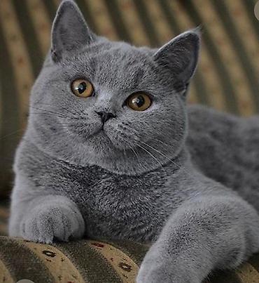 Pişiklər: Britan — 7