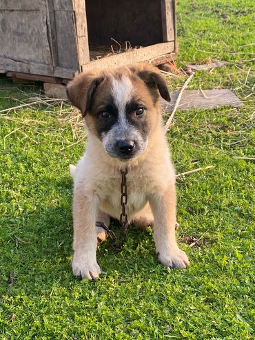 İtlər: Alabay, 1 ay, Erkek, Cütləşmə üçün, Ünvandan götürmə — 15