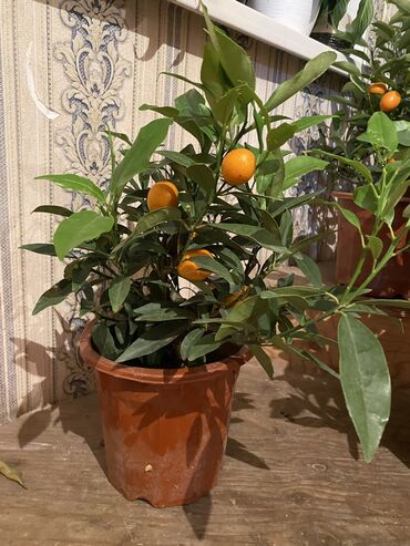 комнатные растения лимон: Лимоны