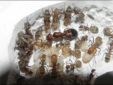 лягушки живые: Муравьи вида Camponotus Nicaborensis, для этого вида муравьиная ферма