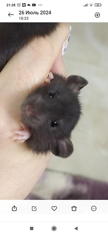 Крысы: Привет друзья !! У нас родились красивые крысята.Друзья в питомнике - — 17