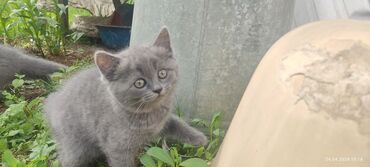 британская шоколадная кошка: Продаю котят шотландских на первом фото - девочка скотиш страйт (ушки