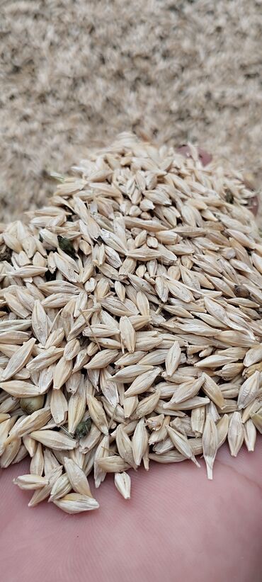 Зерновые культуры: Семена и саженцы