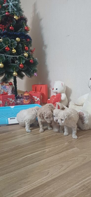 İtlər: Pudel, Dişi, Peyvəndli, Ödənişli çatdırılma — 7