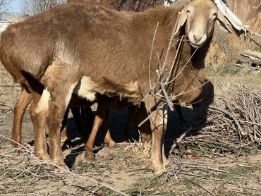 Бараны, овцы: Продаю | Баран (самец) | Для разведения — 4