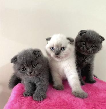 Pişiklər: Britan — 16