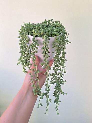 бусин: Крестовник Геррейна (Senecio herreianus, «жемчужная нить») — ампельный — 2