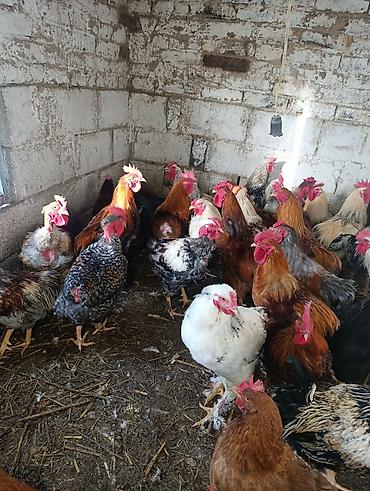 Птицы: Петухи большие — 7