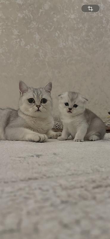 продажа домашних животных: Скотиш Страйт (Шотландская прямоухая), 1 месяц, Девочка, Серебристая шиншилла — 1