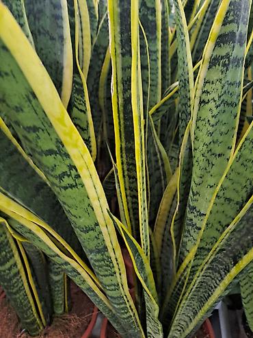 Ostale kućne biljke: Zamija sa prve slike je 800, Zamija sa druge je 1500, Chlorophytum sa — 14