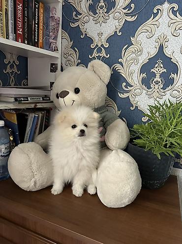 itl: Şpitz, 2 ay, Erkək — 10