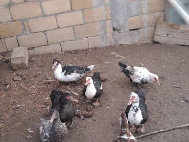 Digər heyvanlar: Lal ördəklər topdan satılır 210 dənə ördəkdir bir dənəsi 13 manat 90 — 18