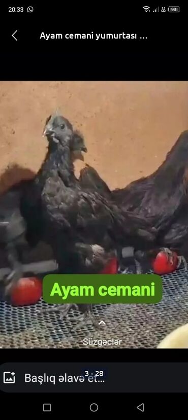 toyuq cuce fermasi: Ayam zamanı colpalari 50m çox alsaz 40m yumurtası cücəsi irisi də