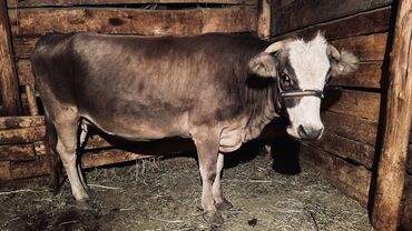 купить собаку чихуахуа: Сатам | Уй (ургаачы), Кунаажын, Музоо | Швиц | Бордоп семиртүү үчүн, Союуга, Көбөйтүү үчүн