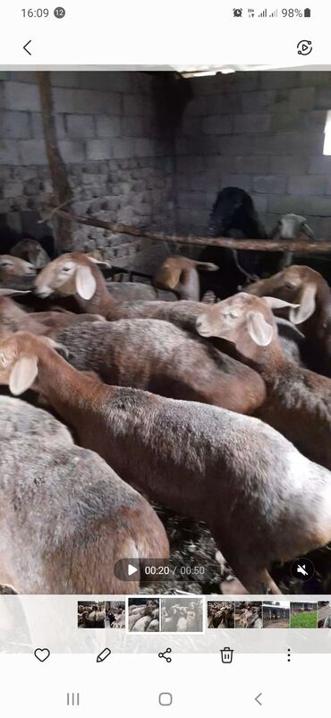 овцы дулан: Продаю | Овца (самка), Ягненок, Баран (самец) | Арашан | Для разведения | Ярка