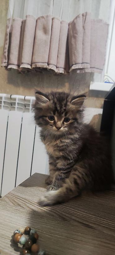 Продажа кошек: Отдам котят в хорошие руки. 3 мальчика 2 девочки. Котята домашние не — 5