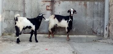 İtlər: Dişi, Hələb, il: 2, Damazlıq, Südlük, Ətlik, Ünvandan götürmə