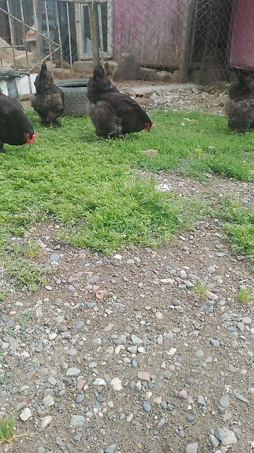 cuce satisi 2019: Toyuq, Brama, Damazlıq — 3
