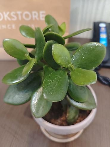 денежный цветок: Толстянка (денежное дерево) в горшке - Вид: Crassula ovata — 3