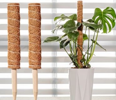 комнатные растение: Кокосовая опора для растений. длинна 1метр (размеры другие на заказ)