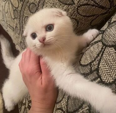 Pişiklər: Britaniya və Scottish və digər növlərin bala pişikləri var. Qiymətləri — 16