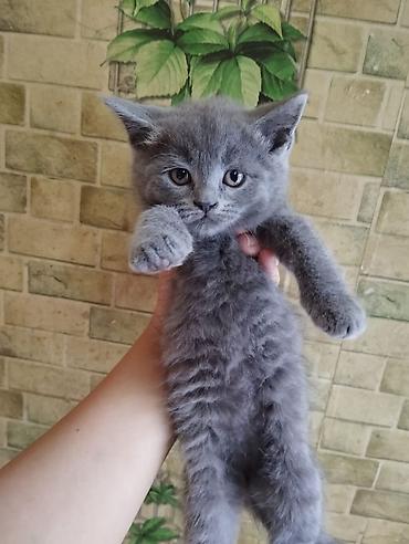 Pişiklər: Britan — 5