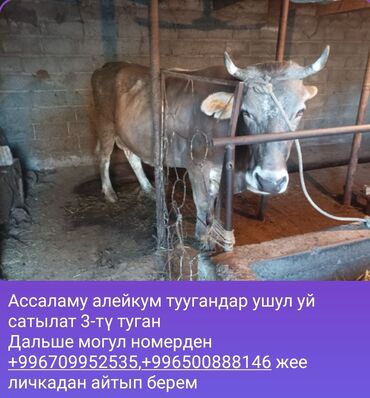 швицкая корова: Продаю | Корова (самка) | Швицкая | Для разведения, Для молока | Не стельные