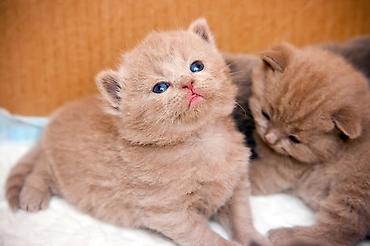 Pişiklər: Şotland, Erkək, Dişi, Yaxşı əllərə, Ünvandan götürmə, Pulsuz çatdırılma, Ödənişli çatdırılma — 42