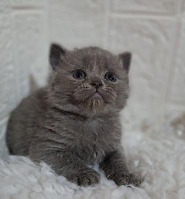 Продажа кошек: Продаётся шотландская девочка,скоттиш-страйт,возраст 1,5 — 1