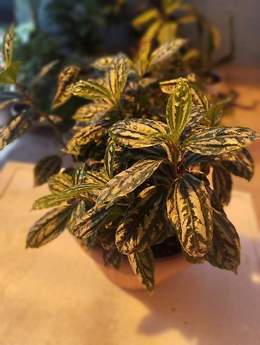 Комнатные растения: Арбуз. Пилея Кадье (Pilea cadierei), также известная как — 4
