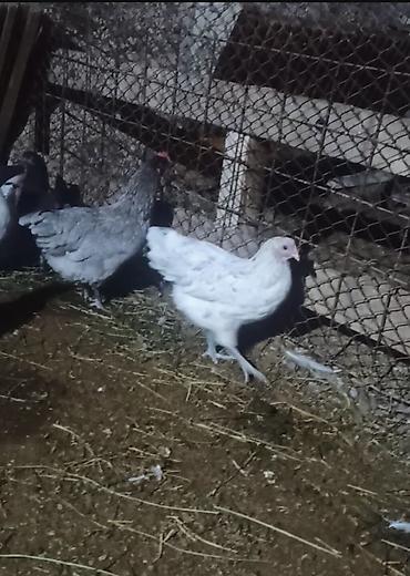 quslar satisi: Boz Australorp xoruz var satışda 2 eded Boz fere 7 ədəd sples fere 4 — 2