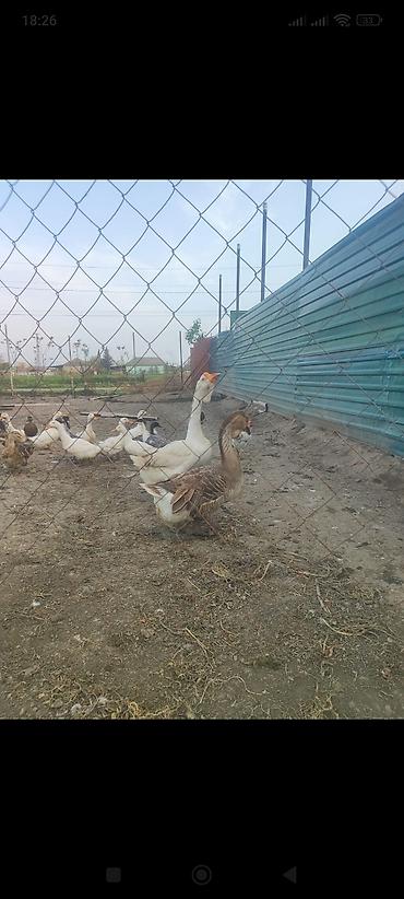ördək balası və cücə: Xalmaqor qaz satlir 350 manat ünvan Cəlilabad rayonu — 2