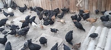 Мясо страуса: Ушул Джерсийкий гигант парода Дакен парода баар тоок Эт жумуртка — 5