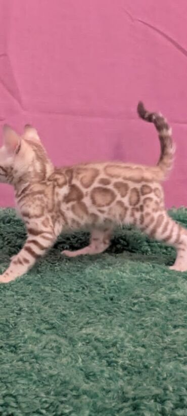 Продажа кошек: Бенгальская, 1 месяц, Девочка, Белый, Кастрирована, Приучена к лотку, Проглистована — 21