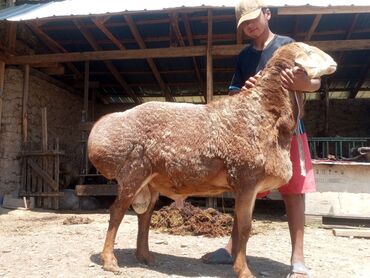 машынка для стрижки овец: Продаю | Баран (самец) | Арашан | Для разведения | Племенные