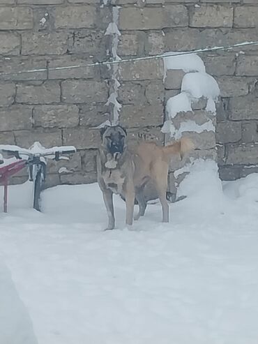 bakida pitbul satishi: Kanqal, 2 il, Dişi, Cütləşmə üçün, Ünvandan götürmə, Pulsuz çatdırılma, Ödənişli çatdırılma