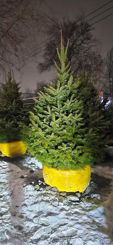 Искусственные ёлки: Ёлка,сосна,голубые ели,пихта,берёза — 27