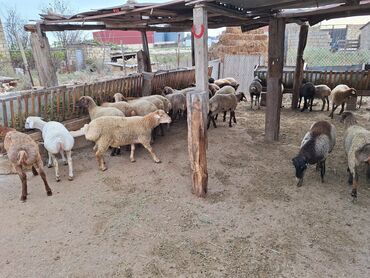 доберман цена баку: 37dənə heyvandır 19 dişi 18 erkəkdi kom satılır 0515118241