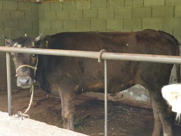 Коровы, быки: Продаю | Тёлка | На откорм, Для разведения, Для молока