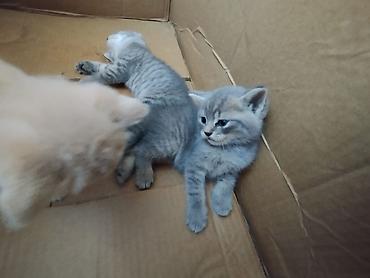 Кошки: Шотландская вислоухая — 3
