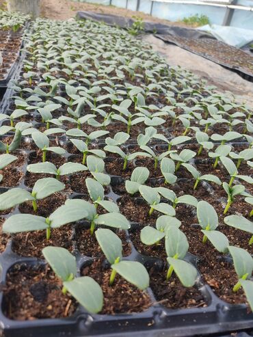 Теплицы: Ищу инвестора для масштабирования тепличного хозяйства и развития — 3