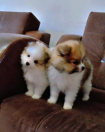mini spitz: Şpitz — 2