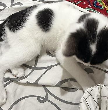 бомбейская кошка купить: Отдам даром!!!!!! Котёнок, окрас чёрно-белый (би-колор). Крупные — 2