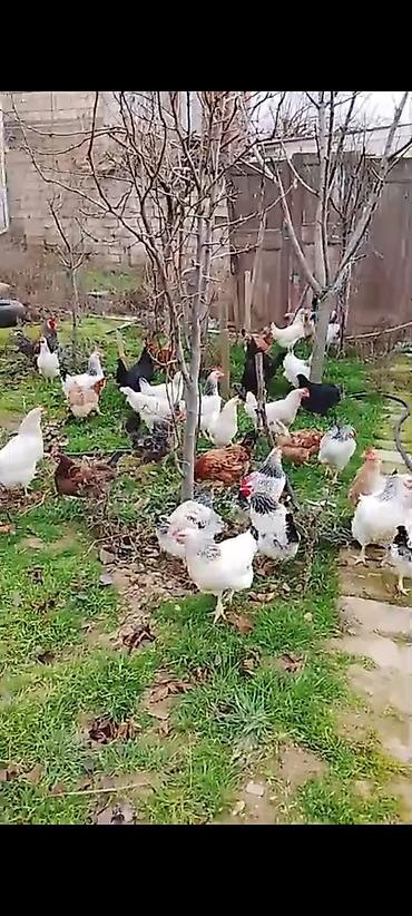 Toyuqlar: ‼️ Təcili Satılır ‼️ Yumurtayan Toyuqlar 1 ilikdi hamısı yumurtayır — 8