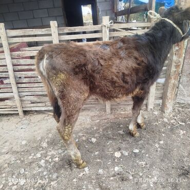 Коровы, быки: Продаю | Бык (самец) | Полукровка | На откорм | Привязанные — 4