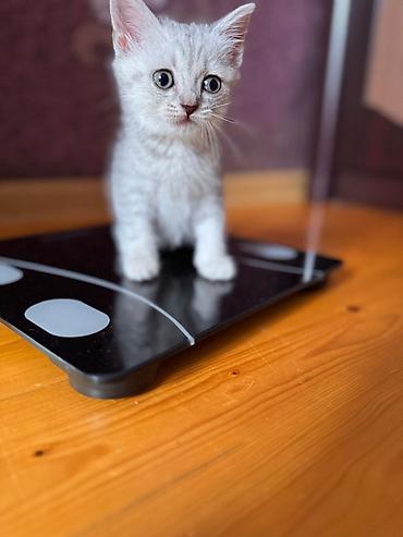 Pişiklər: Şotland — 7